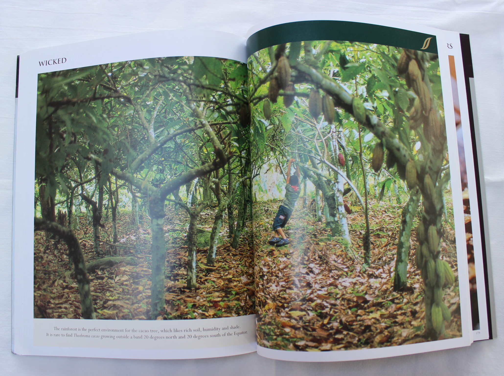 Green and Black's" Chocolate Recipes: From the Cacao Pod to Muffins, Mousses and Moles - Image 3